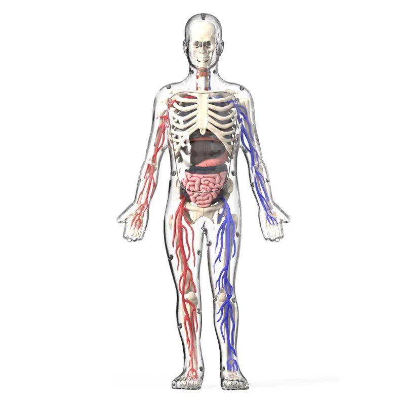 BodyVision™ Clear Anatomy Model
