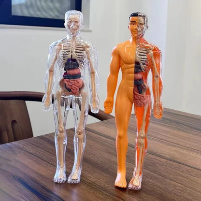 BodyVision™ Clear Anatomy Model