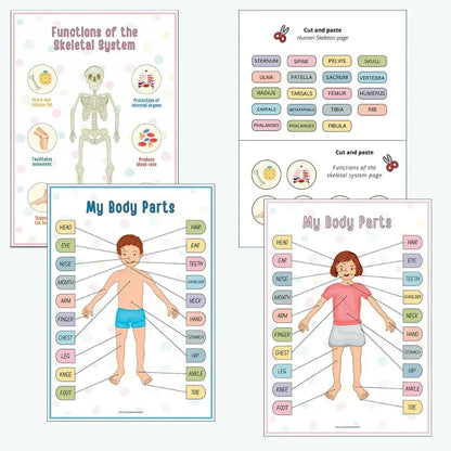 Explore & Play: Interactive Anatomy Busy Book