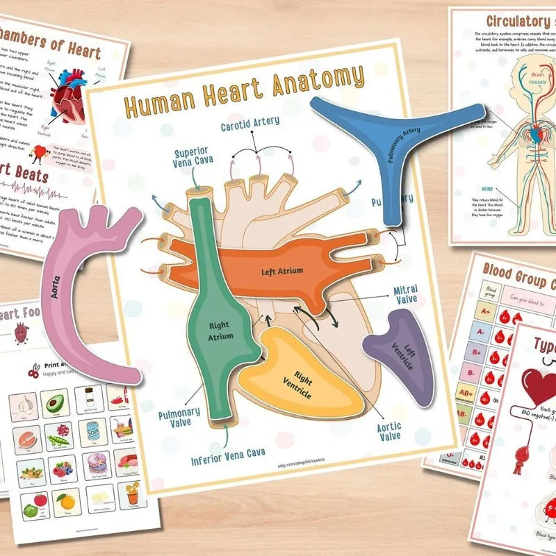 Explore & Play: Interactive Anatomy Busy Book