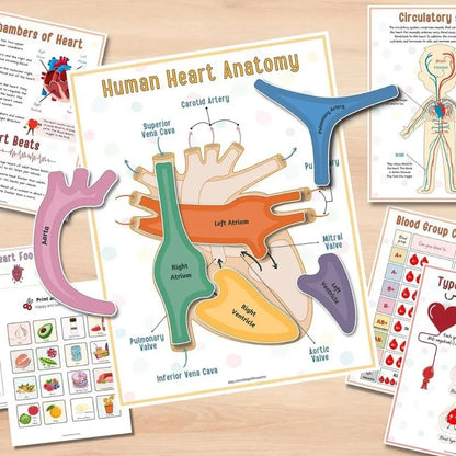 Explore & Play: Interactive Anatomy Busy Book