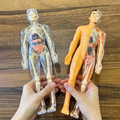 BodyVision™ Clear Anatomy Model