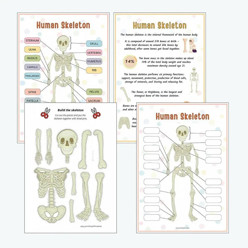 Explore & Play: Interactive Anatomy Busy Book