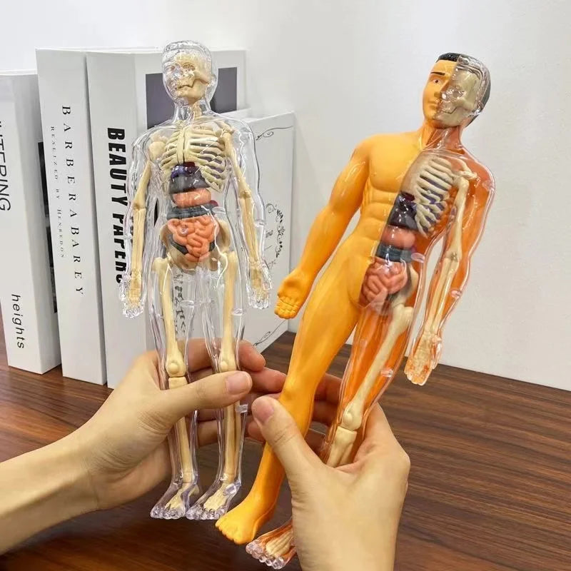 BodyVision™ Clear Anatomy Model