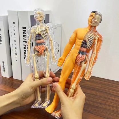 BodyVision™ Clear Anatomy Model