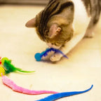 3Pcs/Set Pet Toy Caterpillar Elastic Ball Cat Toy Rainbow Worm
