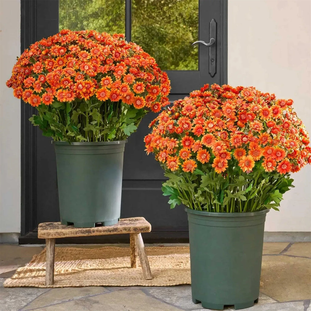 SunsetBloom™ – Crisantemos de exterior duraderos