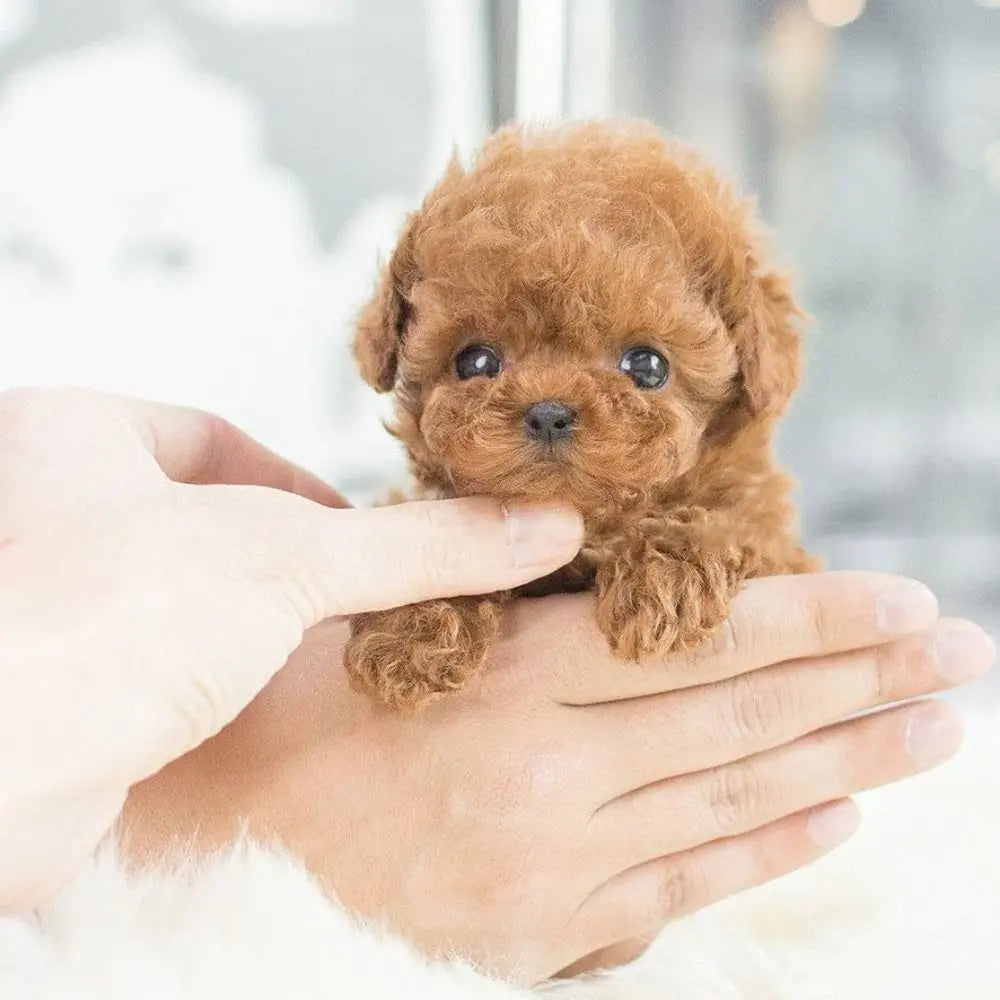 PawBuddy™ – El perro robot realista