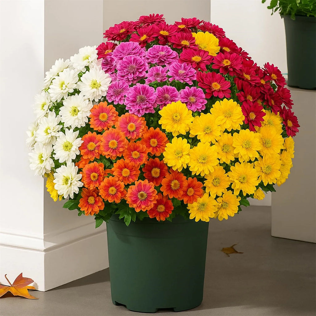SunsetBloom™ – Crisantemos de exterior duraderos