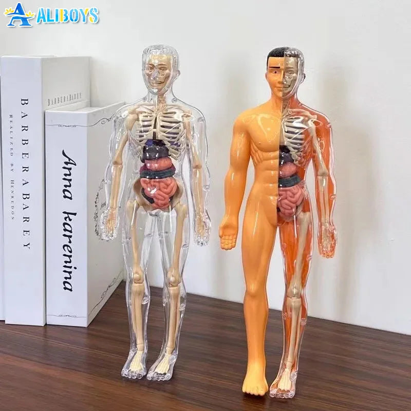 BodyVision™ Clear Anatomy Model