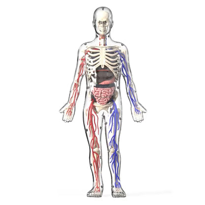 BodyVision™ Clear Anatomy Model