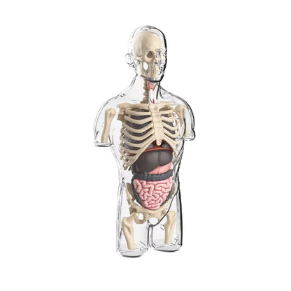 BodyVision™ Clear Anatomy Model
