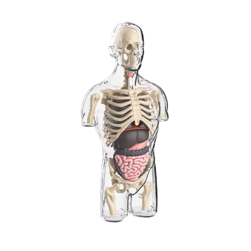 BodyVision™ Clear Anatomy Model