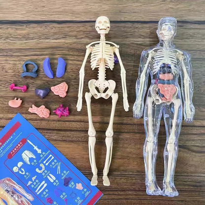 BodyVision™ Clear Anatomy Model