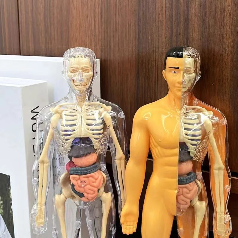 BodyVision™ Clear Anatomy Model
