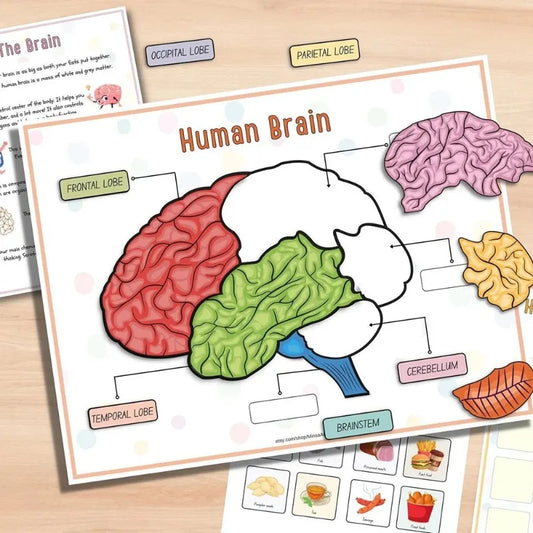 Explore & Play: Interactive Anatomy Busy Book