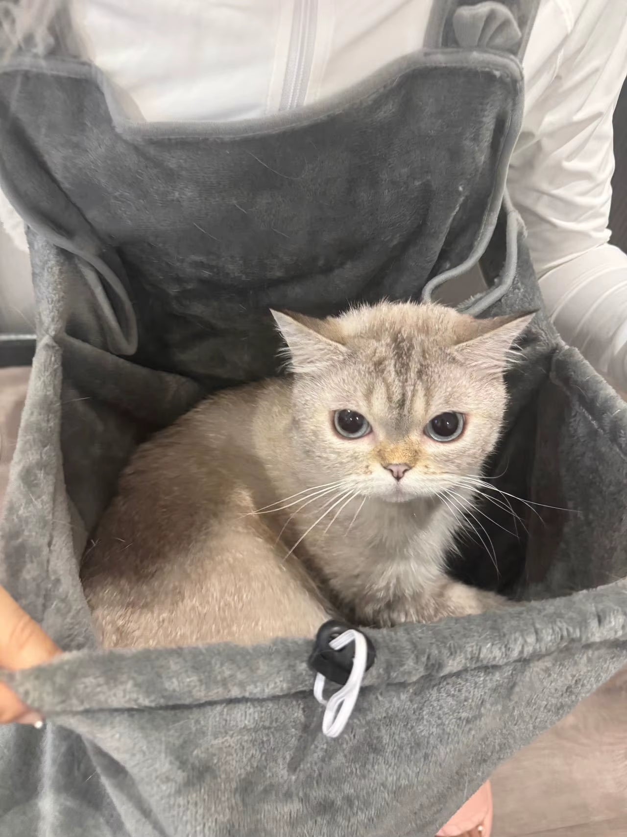 Cozy Kitten and Puppy Pet Carrier Apron Cat Apron with Hanging Chest Bag and Cat Sleep Function