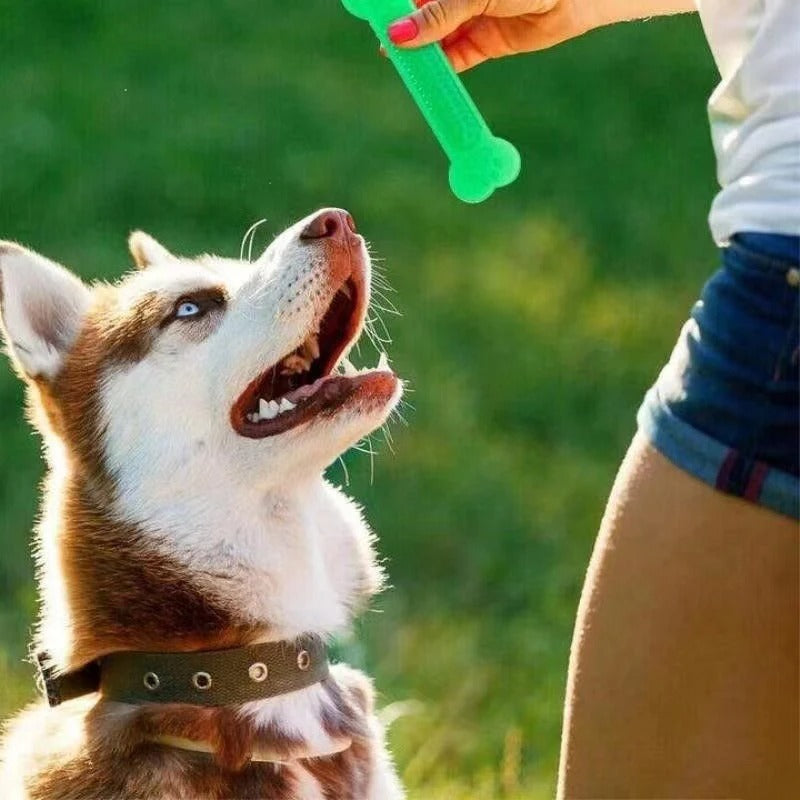 Kiwi Bone Chew Toy Your Pet Store